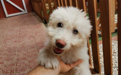 ¿DAMOS REALMENTE LO QUE NECESITA NUESTRO PERRO?