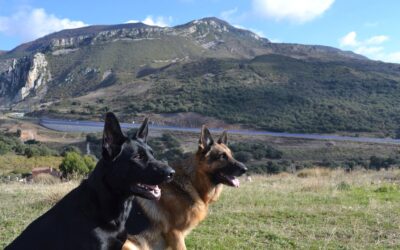 ¿EDUCACIÓN O ADIESTRAMIENTO CANINO? DESCUBRE LA DIFERENCIA