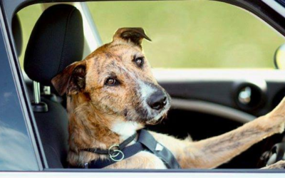 EVITAR O TRABAJAR LOS MAREOS EN EL COCHE.