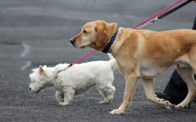 SOCIALIZACIÓN PARA PERROS